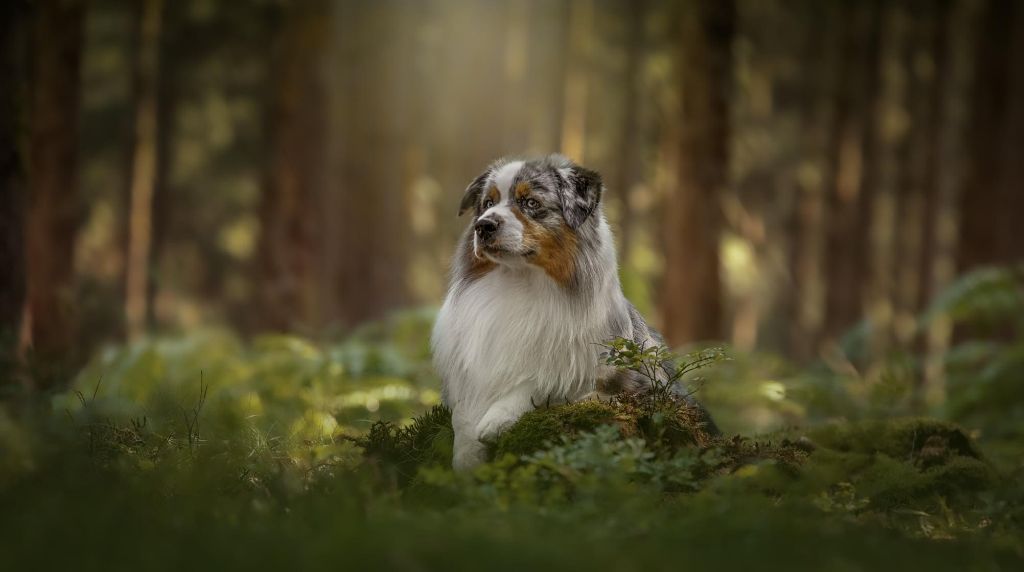 Monsieur cookie de la Divine Idylle