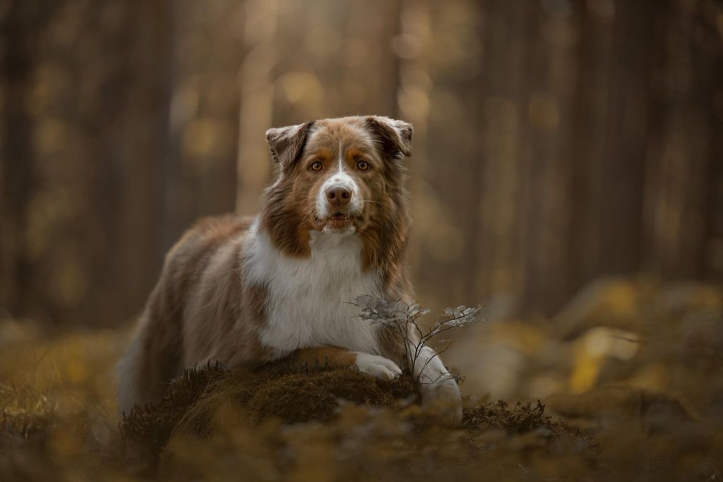 Little boy de la Divine Idylle