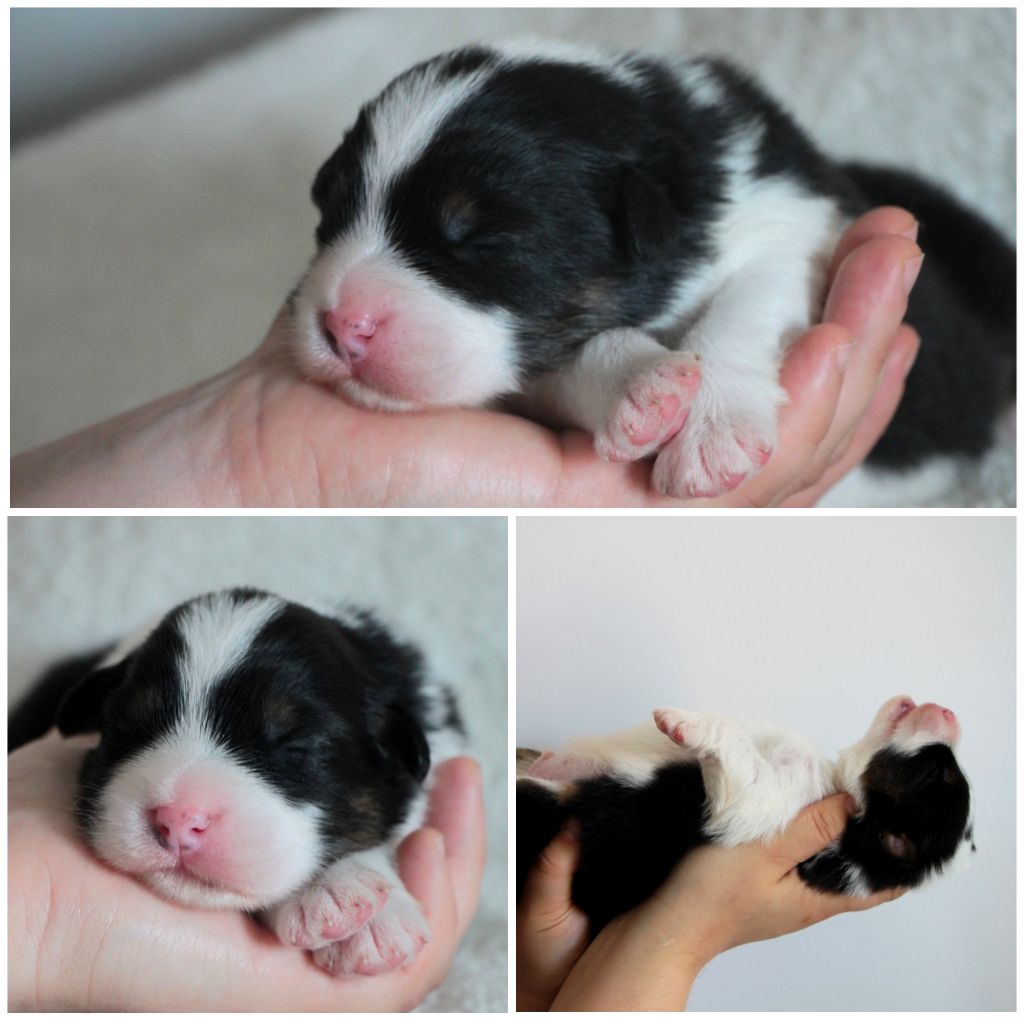 De La Cuvée Sacrée - Chiots disponibles - Berger Australien
