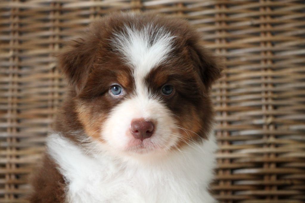 De La Cuvée Sacrée - Chiots disponibles - Berger Australien