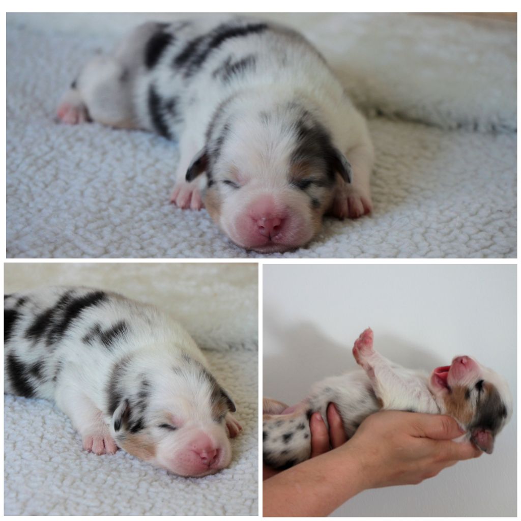 De La Cuvée Sacrée - Chiots disponibles - Berger Australien