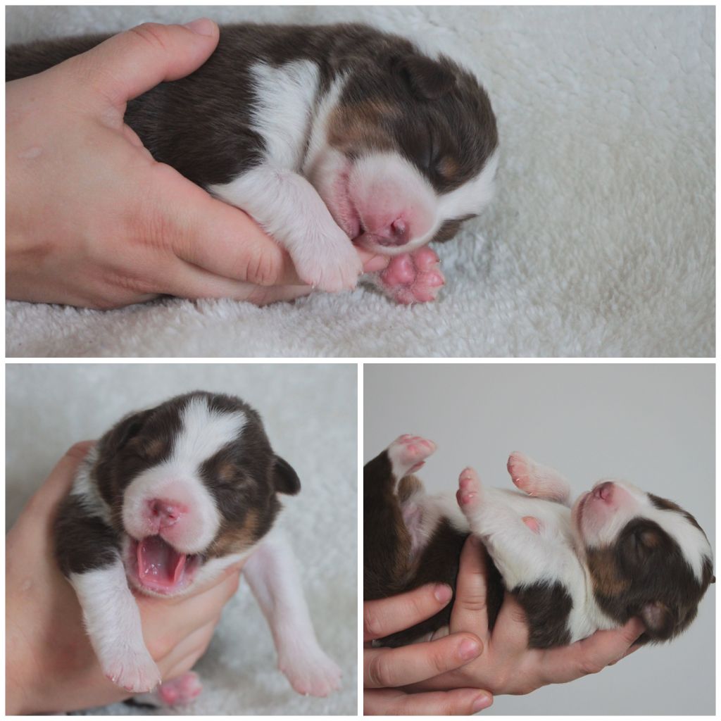 De La Cuvée Sacrée - Chiots disponibles - Berger Australien