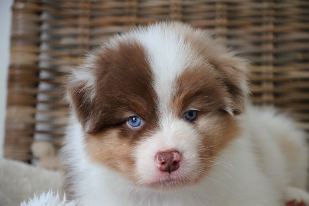 De La Cuvée Sacrée - Chiots disponibles - Berger Australien