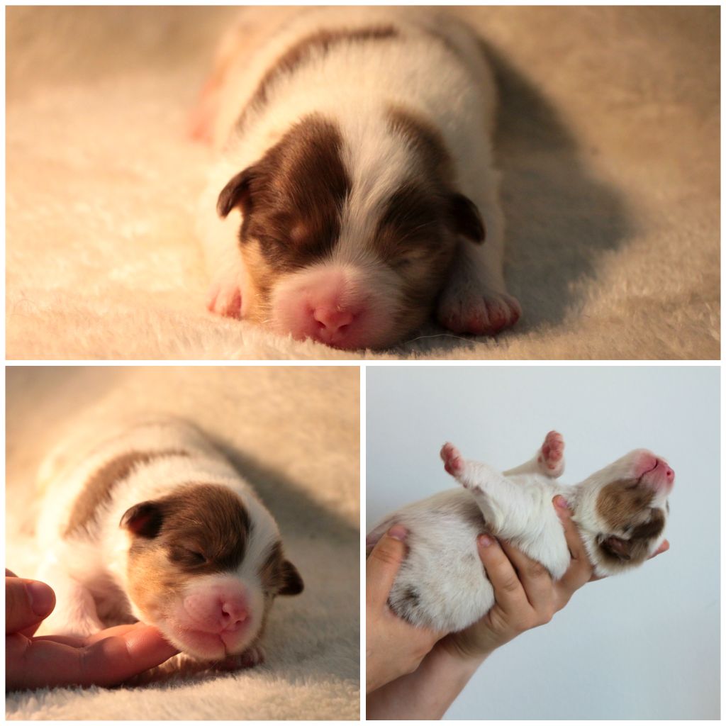 De La Cuvée Sacrée - Chiots disponibles - Berger Australien