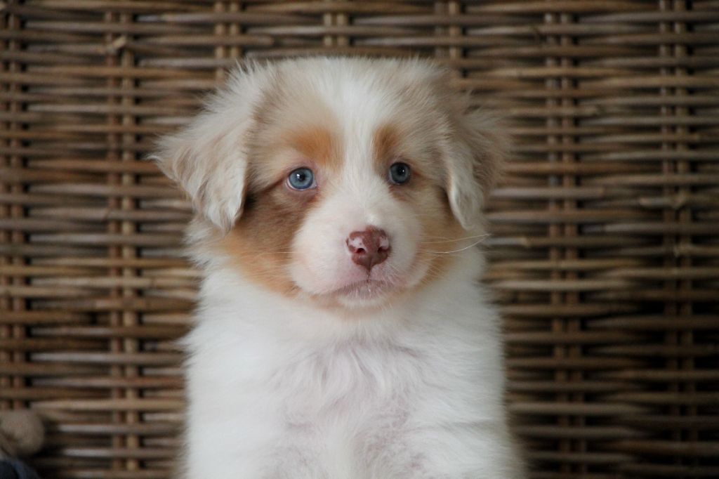 De La Cuvée Sacrée - Chiots disponibles - Berger Australien