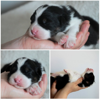 Chiot 1