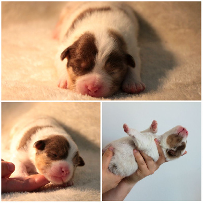 Chiot 4
