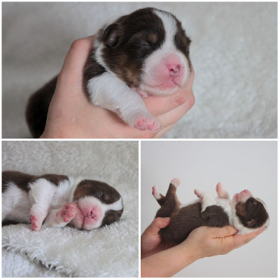 Chiot 3