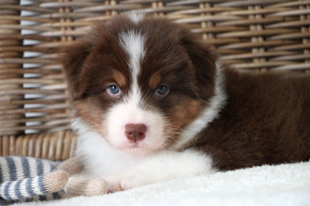 De La Cuvée Sacrée - Chiots disponibles - Berger Australien