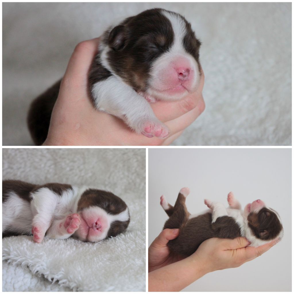 De La Cuvée Sacrée - Chiots disponibles - Berger Australien