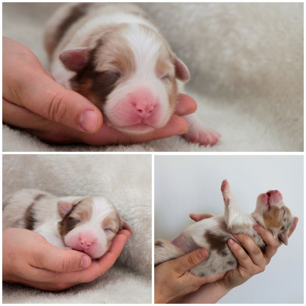 De La Cuvée Sacrée - Chiots disponibles - Berger Australien
