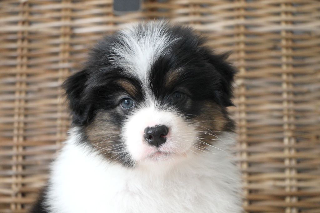 De La Cuvée Sacrée - Chiots disponibles - Berger Australien